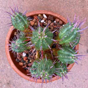 Euphorbia ferox - 6 inch plant