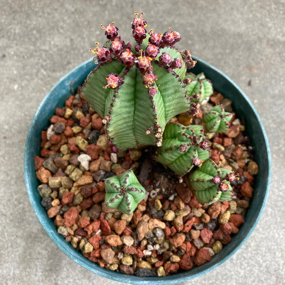 Euphorbia anoplia - 6 inch plant