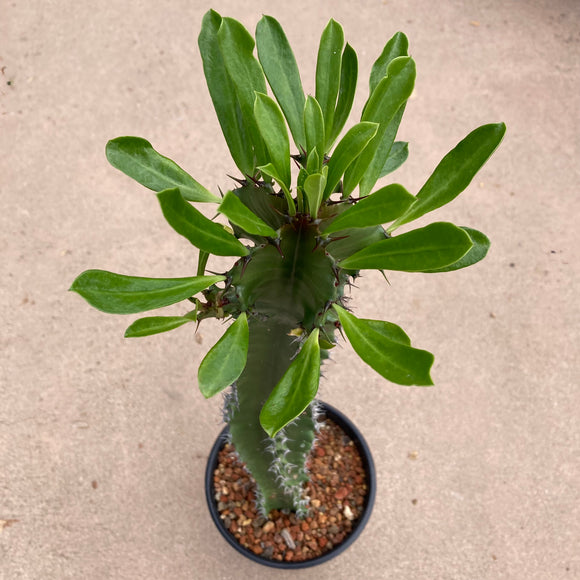Euphorbia ingens - 1 gallon plant