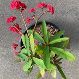 Euphorbia milii - 1 gallon plant