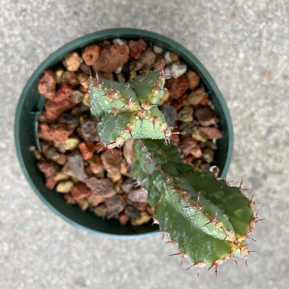 Euphorbia x resinifera - 4 inch plant