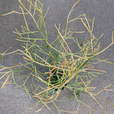 Euphorbia tirucalli 'Sticks on Fire' - 6 inch plant