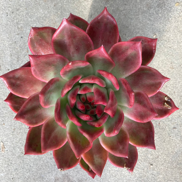 Echeveria x 'Pro-lind'-E. agavoides 'Prolifera' x lindsayana - 6 inch plant