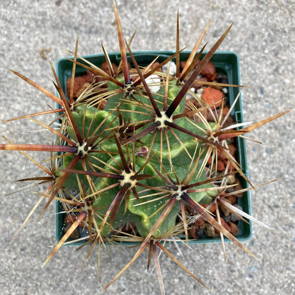 Ferocactus robustus - 4 inch plant