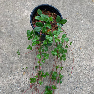 Fragaria chilensis 'Chaval' - 1 gallon plant