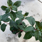 Fuchsia 'Dr. Mahoney' - 5 gallon plant