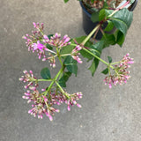 Fuchsia arborescens - 1 gallon plant