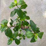 Fuchsia arborescens - 1 gallon plant