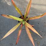 Furcraea foetida - 1 gallon plant