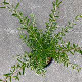 Grevillea 'Poorinda Leane' - 1 gallon plant