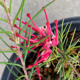 Grevillea 'Aromas' - 1 gallon plant