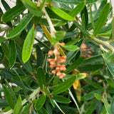 Grevillea 'Poorinda Leane' - 1 gallon plant