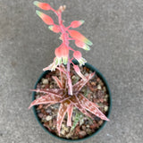 Gasteraloe - 6 inch plant