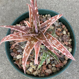 Gasteraloe - 6 inch plant