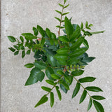 Gevuina avellana - 1 gallon plant