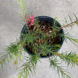 Grevillea 'Aromas' - 1 gallon plant