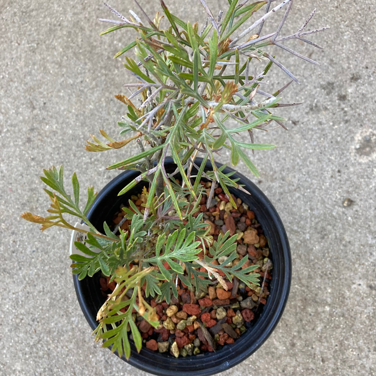 Grevillea 'Spirit of Anzac' - 1 gallon plant – Norrie's Gift and Garden ...