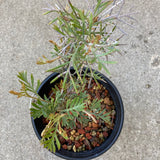 Grevillea 'Spirit of Anzac' - 1 gallon plant