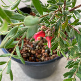 Grevillea alpina - 1 gallon plant