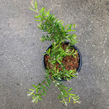 Grevillea alpina - 1 gallon plant