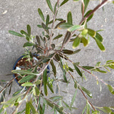 Grevillea olivacea (red flower) - 2 gallon plant
