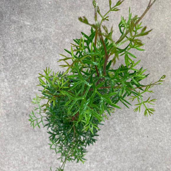 Grevillea rivularis - 1 gallon plant