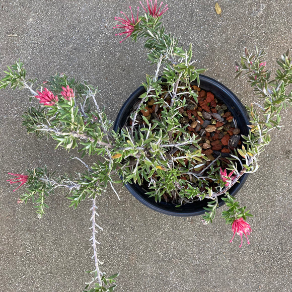 Grevillea shiressii - 1 gallon plant