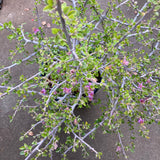 Grewia robusta - 5 gallon plant