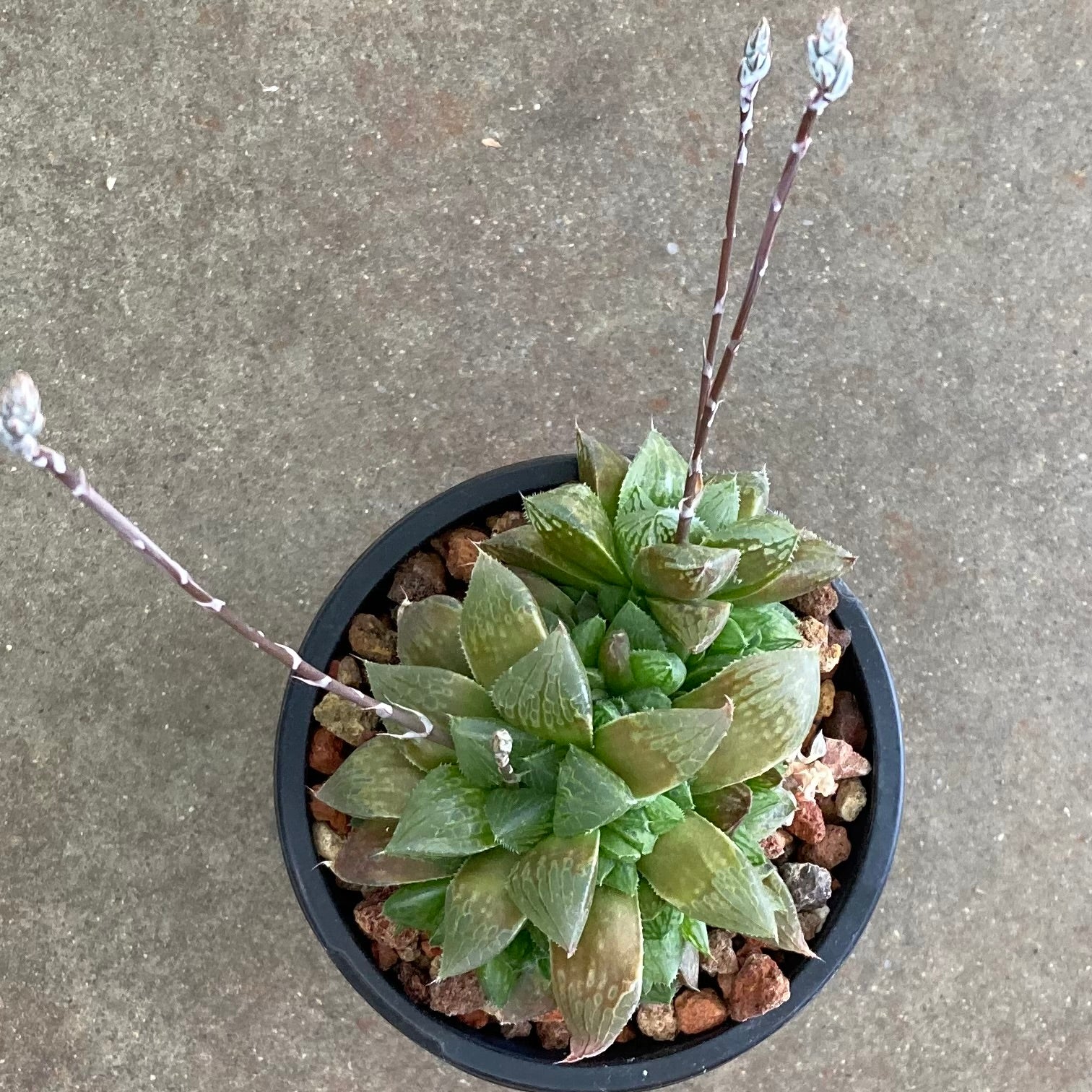 haworthia succulent flower stalk Haworthia 'Ruby Crown'