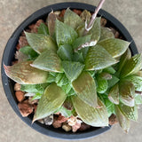 Haworthia 'Ruby Crown' - 4 inch plant