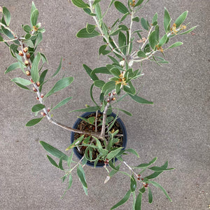 Hakea dactyloides - 1 gallon plant