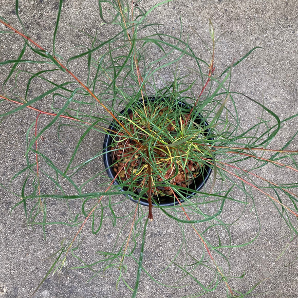 Hakea salicifolia (narrow leaf form) - 1 gallon plant