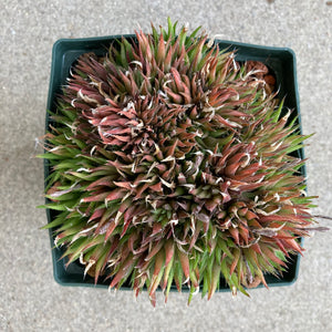 Haworthia chloracantha var. denticulifera - 4 inch plant
