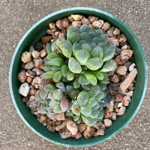 Haworthia cooperi - 4 inch plant