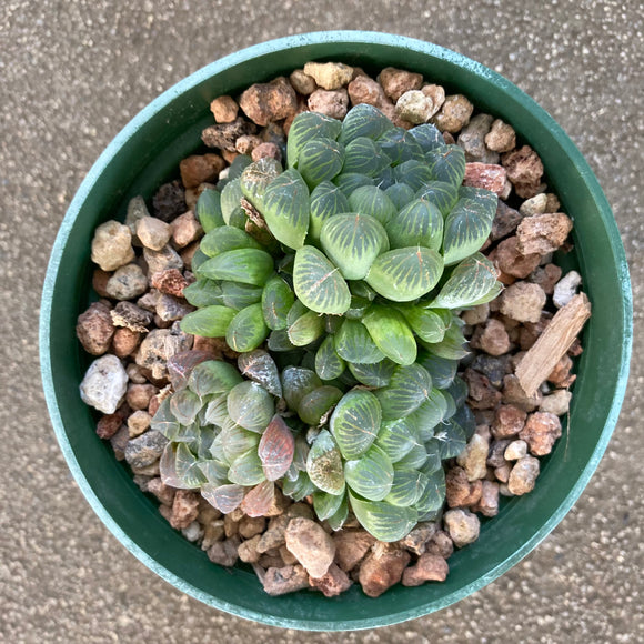 Haworthia cooperi - 4 inch plant
