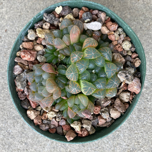 Haworthia cymbiformis umbraticola - 4 inch plant