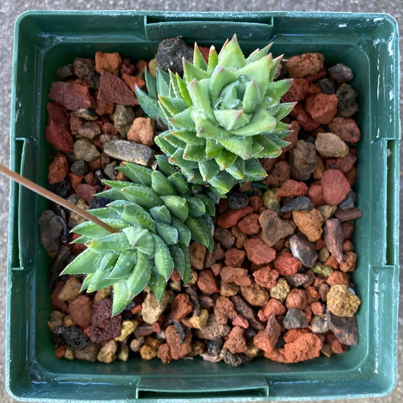 Haworthia glauca var. herrei - 4 inch plant
