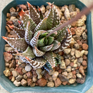 Haworthia attenuata (wide band) - 4 inch plant