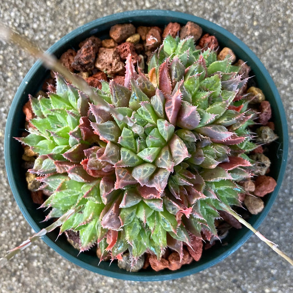 Haworthia mirabilis var. mirabilis - 4 inch plant