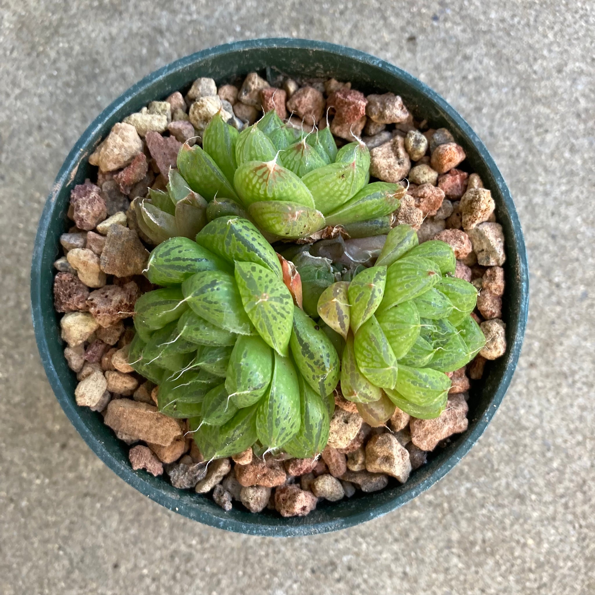 haworthia obtusa succulent Haworthia cymbiformis var. obtusa