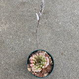 Haworthia mucronata - 4 inch plant