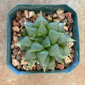 Haworthia magnifica var. acuminata - 4 inch plant