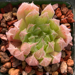 Haworthia mucronata var. habdomadis - 4 inch plant
