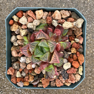 Haworthia mutica - 4 inch plant