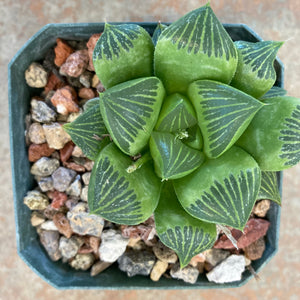 Haworthia retusa f. geraldii - 4 inch plant