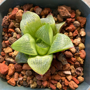 Haworthia retusa var. multilineata - 4 inch plant