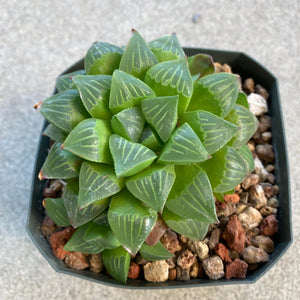 Haworthia turgida - 4 inch plant