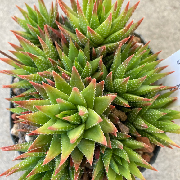 Haworthiopsis attenuata - 4 inch plant