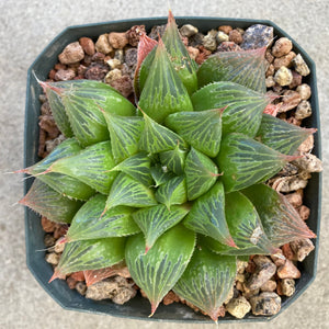 Haworthiopsis ryderiona - 4" plant