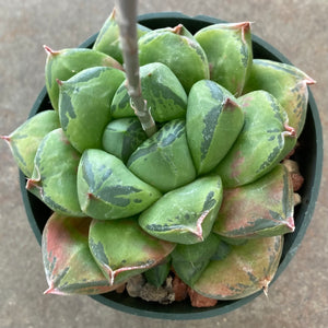 Haworthia cuspidata hybrid - 4 inch plant